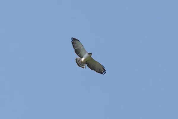 File:Short-tailed Hawk (Buteo brachyurus) (5912306900).jpg