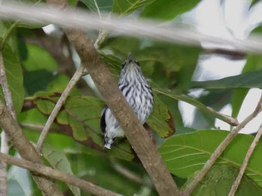 File:Pacific Antwren (Myrmotherula pacifica) (5833660102).jpg