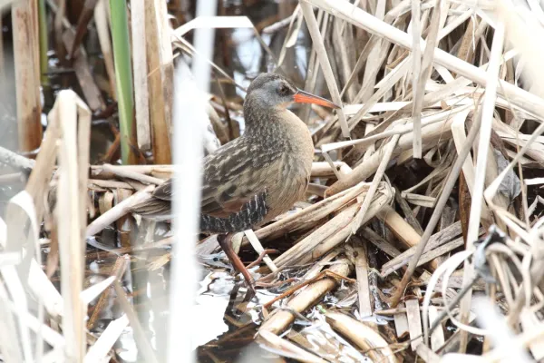 File:Virginia Rail (Rallus limicola) (5821965911).jpg