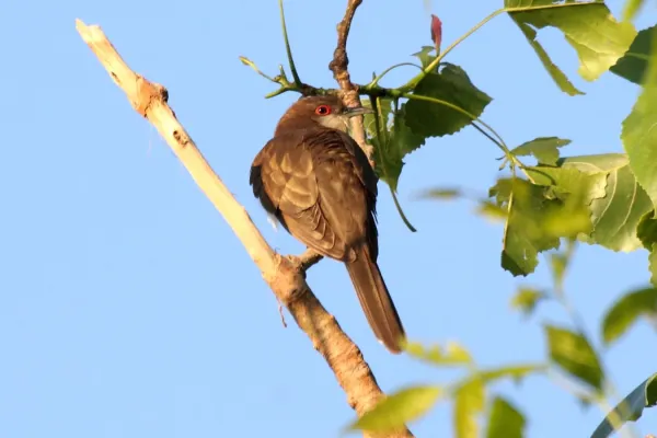 File:Black-billed Cuckoo (Coccyzus erythropthalmus) (5821965275).jpg