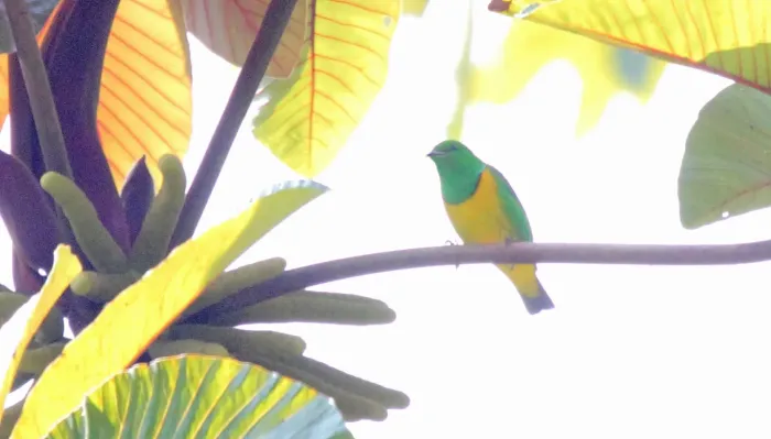 File:Blue-crowned Chlorophonia (Chlorophonia occipitalis) (5799225771).jpg