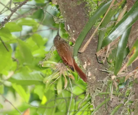 File:Spot-crowned Woodcreeper (Lepidocolaptes affinis) (5799145401).jpg