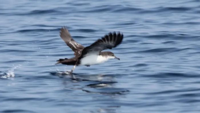 File:Galapagos Shearwater (Puffinus subalaris) (5783264933).jpg