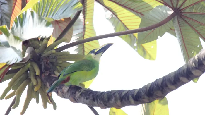 File:Emerald Toucanet (Aulacorhynchus prasinus), Los Ranchitos Del Quetzal, Guatemala (5783256891).jpg
