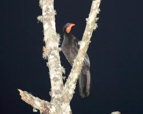 File:Highland Guan (Penelopina nigra) (5783253369).jpg