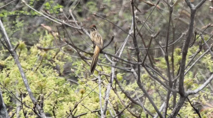 File:Striped Cuckoo (Tapera naevia) (5783803220).jpg