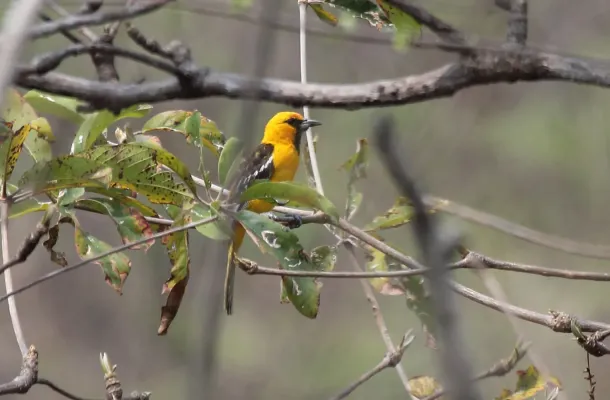 File:Streak-backed Oriole (Icterus pustulatus) (5783247431).jpg