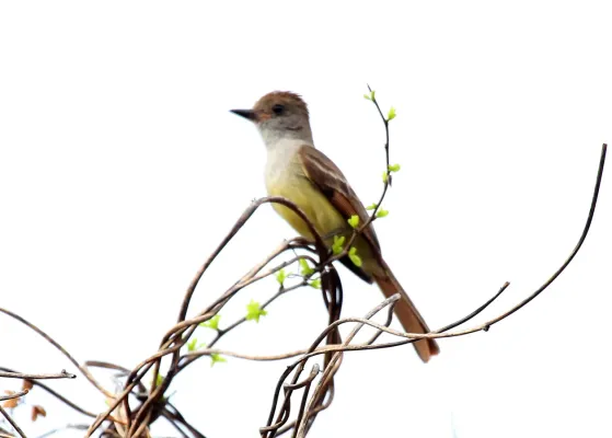 File:Nuttings Flycatcher (Myiarchus nuttingi) (5783240473).jpg