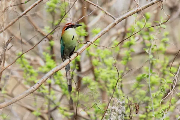File:Russet-crowned Motmot (Momotus mexicanus) (5783242877).jpg