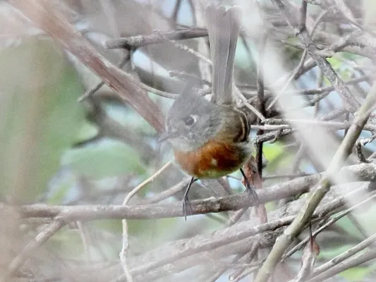 File:Belted Flycatcher (Xenotriccus callizonus) (5783239031).jpg