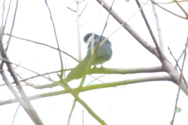 File:Blue & White Mockingbird (Melanotis hypoleucus) (5783234141).jpg