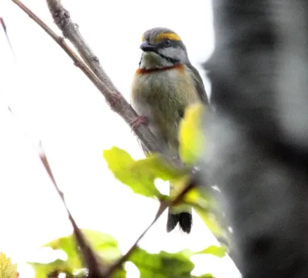 File:Chestnut-sided Shrike-Vireo (Vireolanius melitophrys) 1 (5783236477).jpg