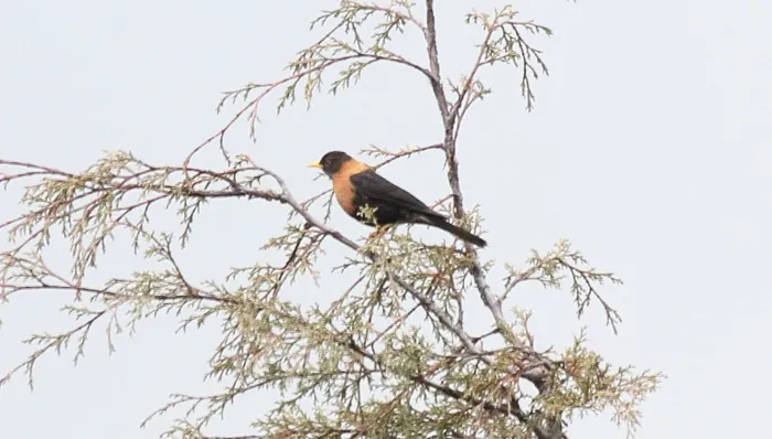 File:Rufous-collared Thrush (Turdus rufitorques) male (5783224147).jpg