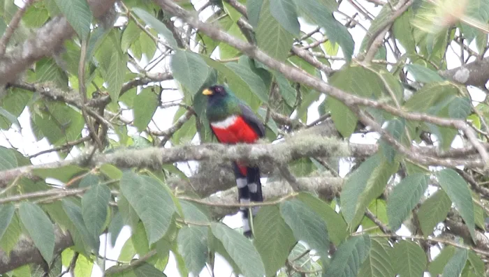 File:Mountain Trogon (Trogon mexicanus) male (5783771564).jpg