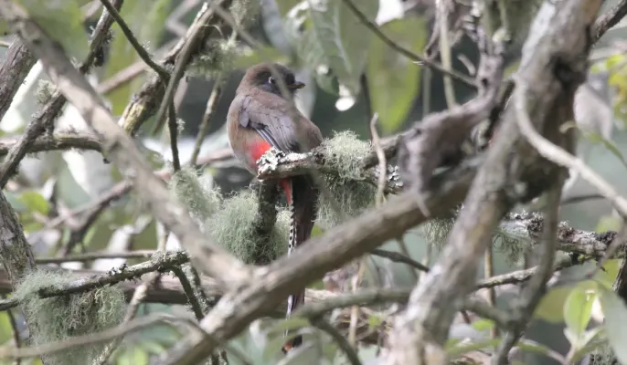 File:Mountain Trogon (Trogon mexicanus) female (5783220603).jpg