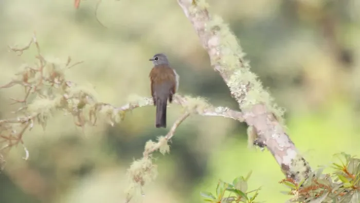 File:Brown-backed Solitaire (Myadestes occidentalis) (5783213329).jpg