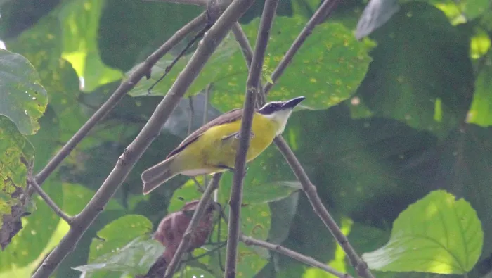 File:Boat-billed Flycatcher (Megarynchus pitangua) (5783757500).jpg