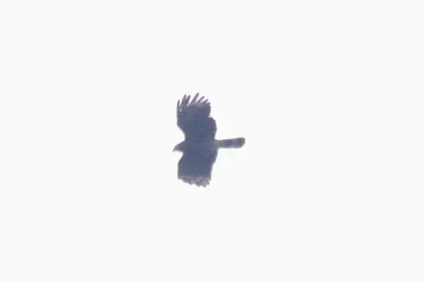 File:Black Hawk-Eagle (Spizaetus tyrannus) (5783752962).jpg