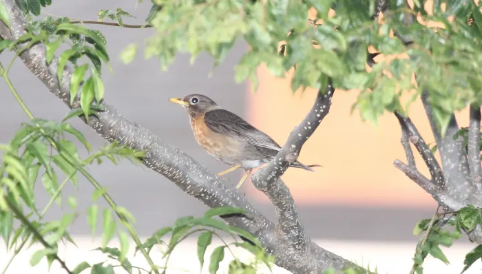 File:Rufous-collared Thrush (Turdus rufitorques) female (5783737608).jpg