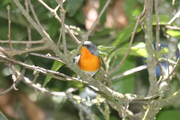 File:Flame-throated Warbler (Oreothlypis gutturalis) (5771979005).jpg