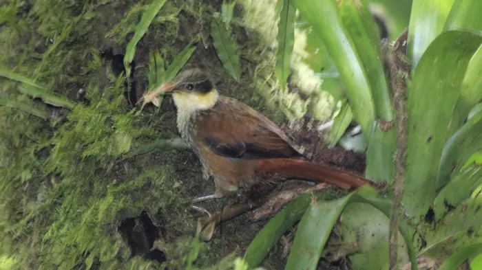 File:Buffy Tuftedcheek (Pseudocolaptes lawrencii) (5771957543).jpg