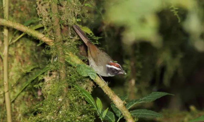 File:Black-cheeked Warbler (Basileuterus melanogenys) (5771953167).jpg