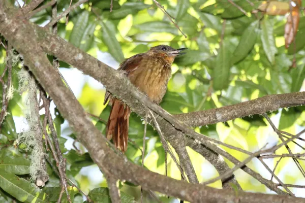 File:Streak-breasted Treehunter (Thripadectes rufobrunneus) (5771948005).jpg