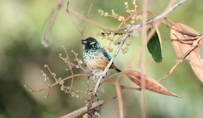 File:Spangle-cheeked Tanager (Tangara dowii) (5771941641).jpg