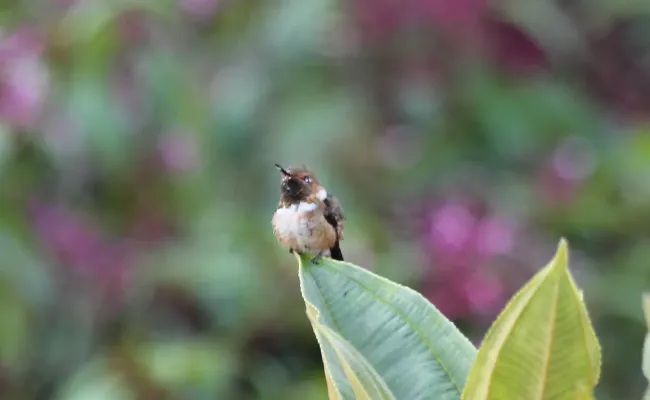 File:Volcano Hummingbird (Selasphorus flammula) (5771940231).jpg