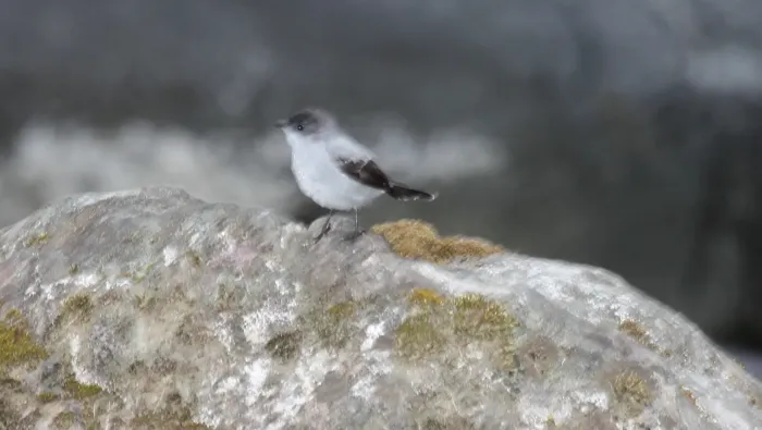 File:Torrent Tyrannulet (Serpophaga cinerea) (5772477562).jpg