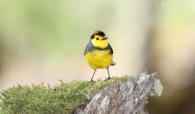 File:Collared Redstart (Myioborus torquatus) (5772475104).jpg