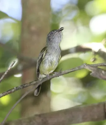 File:Northern Bentbill (Oncostoma cinereigulare) (5771914809).jpg