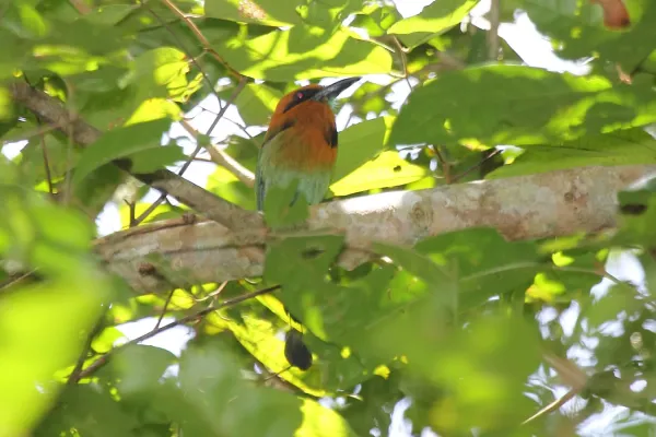 File:Broad-billed Motmot (Electron platyrhynchum) (5772454676).jpg
