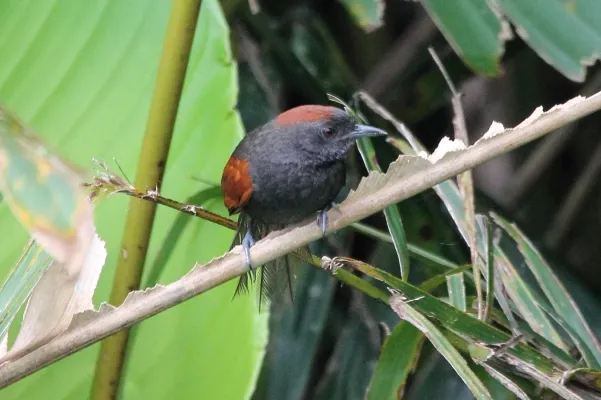 File:Slaty Spinetail (Synallaxis brachyura) (5771900689).jpg