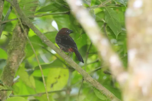 File:Red-crowned Ant-Tanager (Habia rubica) (5771881141).jpg
