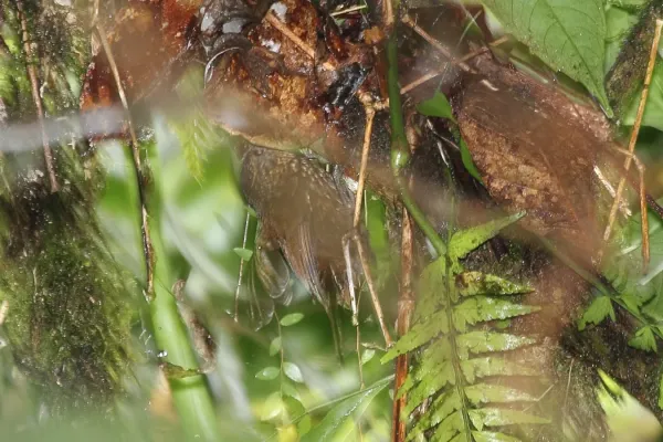 File:Spotted Barbtail (Premnoplex brunnescens) (5771866019).jpg