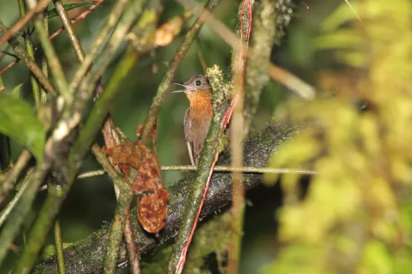 File:Tawny-throated Leaftosser (Sclerurus mexicanus) (5771861551).jpg