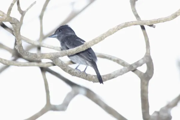 File:Rose-throated Becard (Pachyramphus aglaiae) (5771857135).jpg