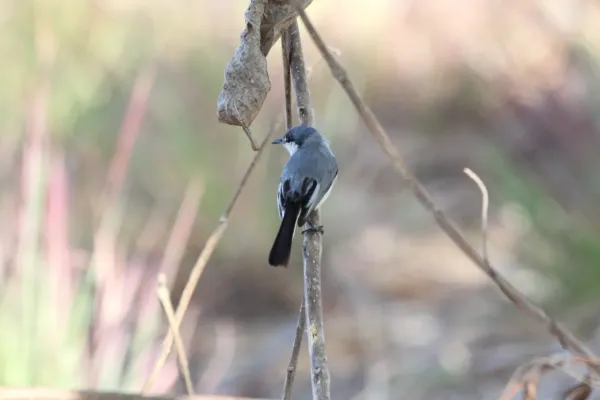 File:White-lored Gnatcatcher (Polioptila albiloris) (5771841209).jpg