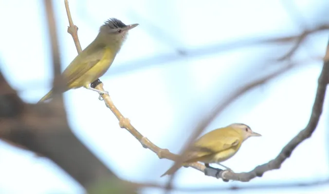 File:Yellow-green Vireo (Vireo flavoviridis) (5771838385).jpg