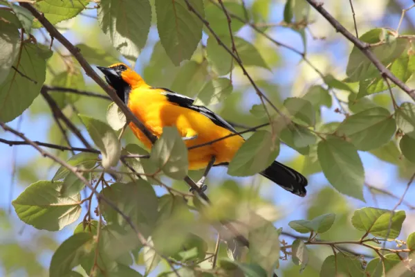 File:Streak-backed Oriole (Icterus pustulatus) (5771834443).jpg