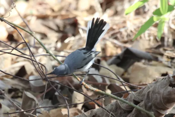 File:White-lored Gnatcatcher (Polioptila albiloris) (5771836229).jpg