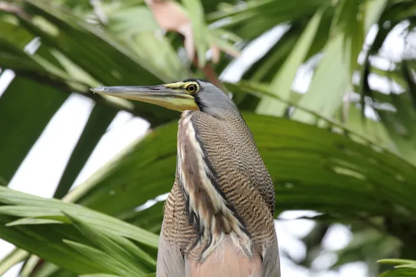 File:Bare-throated Tiger-Heron (Tigrisoma mexicanum) (5772348332).jpg