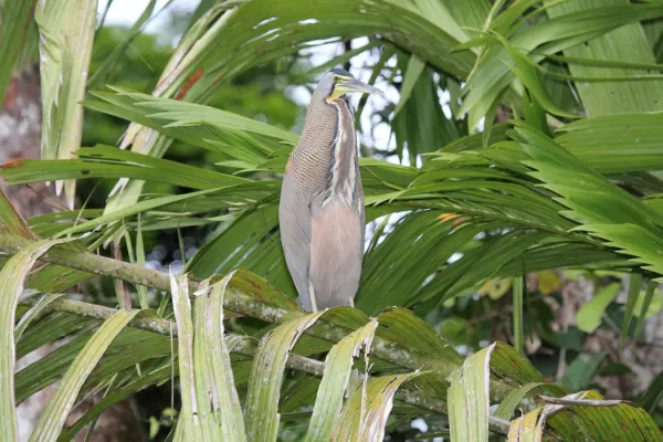 File:Bare-throated Tiger-Heron (Tigrisoma mexicanum) (5771805689).jpg