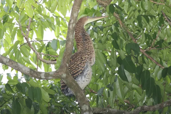 File:Bare-Throated Tiger-Heron (Tigrisoma mexicanum) (5772345172).jpg