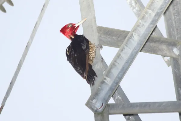File:Pale-billed Woodpecker (Campephilus guatemalensis) (5772328180).jpg