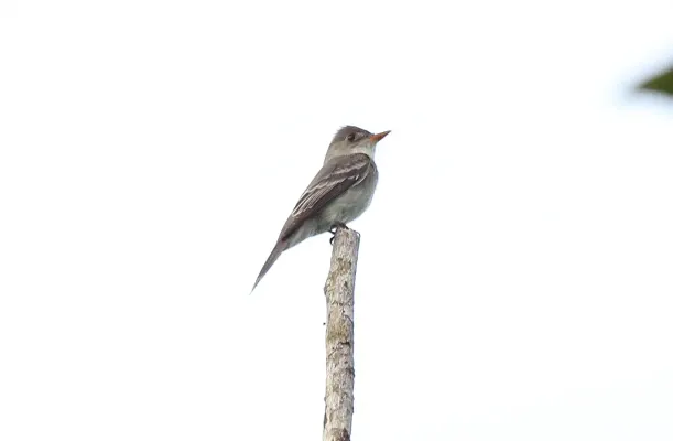 File:Tropical Pewee (Contopus cinereus) (5772325732).jpg
