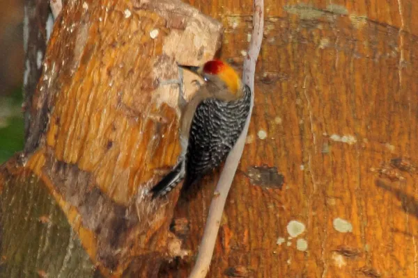File:Hoffmanns Woodpecker (Melanerpes hoffmannii) (5771781083).jpg