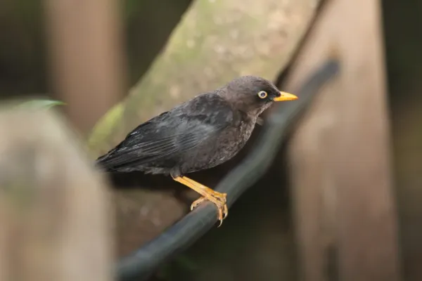 File:Sooty Thrush (Turdus nigrescens) (5772321374).jpg