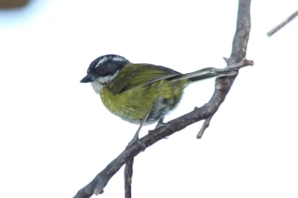File:Sooty-capped Bush-tanager (Chlorospingus pileatus) (5772317986).jpg